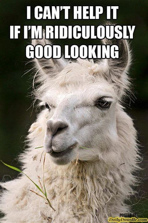 38 Alpaca Memes That Will Either Be The Funniest Or