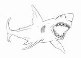 Coloring Shark Bull Cartoon sketch template