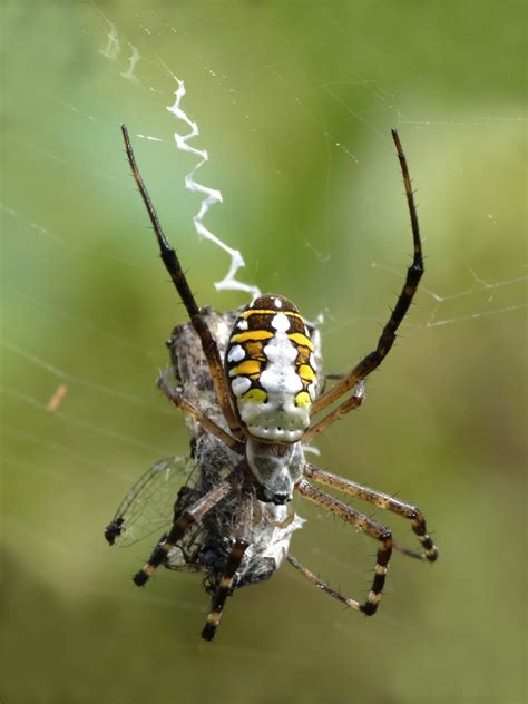 orb weaver spider wikiwand