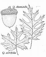 Trees Quercus Shumardii sketch template