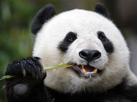 chinas panda diplomacy  entered  lucrative  phase business
