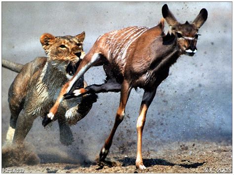 lion chasing  deer pic pinterest lions lion hunting  wildlife