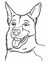 Malinois Belgian Coloring Printable Pages Categories sketch template