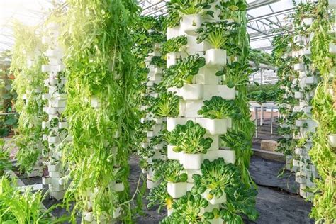 vertical farms attracting greater interest  investments