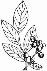 Blueberry Coloring Pages Bush Draw Blueberries Drawing Color Popular Getdrawings sketch template