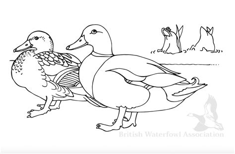 mallard duck colouring page british waterfowl association