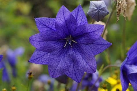 images petal bloom close flora blue flower wildflower blue
