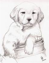 Retriever Cachorros Perritos Dibujando Tiernos Labradores Lápiz Dibujados Chidos Cachorrito Resultado Animados Negro sketch template