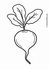 Vegetable Beet Coloring Drawing Pages Kids Vegetables Radish Printable Beetroot Clipart Beets Color Preschool Drawings Outline Colouring Templates Clipartmag Draw sketch template