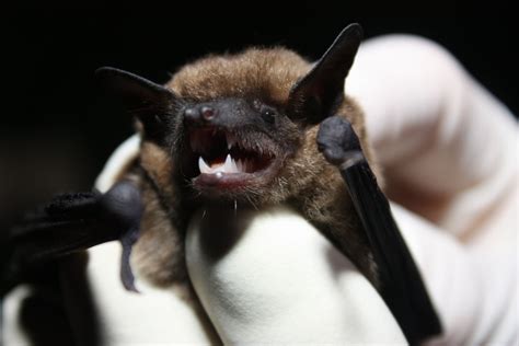unusual bat species   connecticut home  deep furbearer