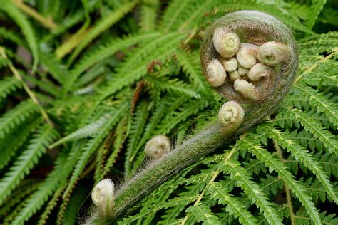 seedless vascular plants  plays quizizz