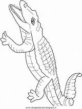 Coccodrillo Crocodil Krokodile Coccodrilli Colorat Crocodile Animali Planse Tiere Desene Malvorlage Kategorien sketch template