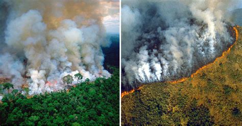 amazon  lungs   world  create    earths oxygen   burning  weeks