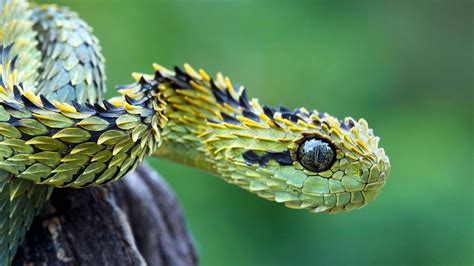 viper snake head wallpaper