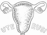 Uterus Coloring Template Pages sketch template