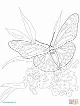 Butterfly Coloring Monarch Pages Intricate Color Ulysses Getcolorings Printable Online Drawing Dot Print Butterflies sketch template