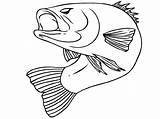 Fish Bass Coloring Pages Color Largemouth Drawing Realistic Bend Striped Body His Printable Print Template Getdrawings Sketch Templates Realisticcoloringpages Via sketch template