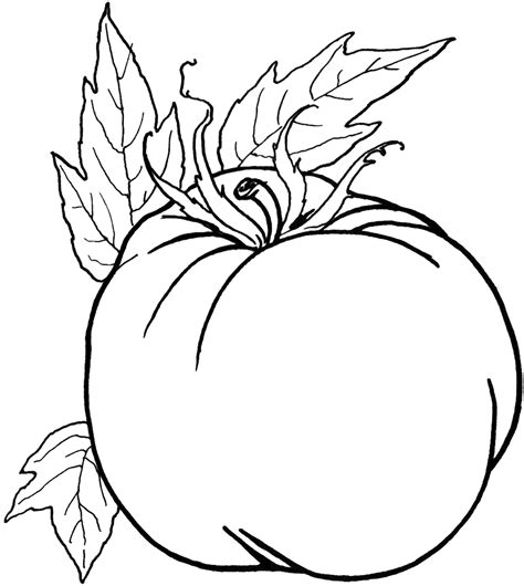 vegetable coloring pages  childrens printable