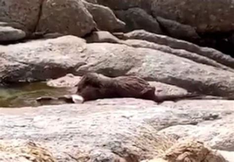 otters are caught on camera eating the hearts livers and sex organs of