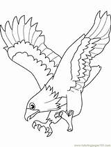 Eagle Coloring Template Pages Drawing Birds Osprey Flying Colouring Animal Templates Getdrawings Popular Print sketch template