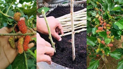 grow  lot  mulberry  cutting youtube