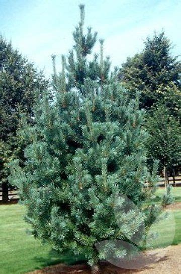 pinus flexilis vanderwolf s pyramid is an upright conical shaped tree with closely spaced