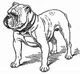 Bulldog Coloring Pages English Old Bulldogs Kids Georgia Animal Printable Color Drawing Print Puppy Getdrawings Getcolorings Pag sketch template