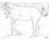 Coloring Horse Pages Bucking Drawing Printable Print Bronco Sketch Supercoloring Ages Carousel sketch template