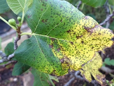 fig diseases  pests description  propagation
