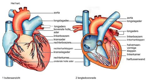 het hart bloed en bloedsomloop onderbouw biologie voor het voortgezet onderwijs