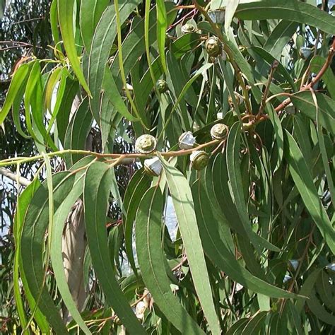 organic eucalyptus leaf etsy