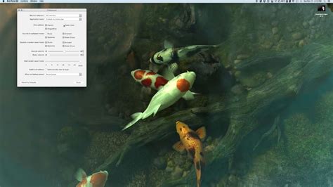 asmr live desktop demo sharks 3d and koi pond 3d with water sounds youtube