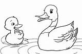 Duck Coloring Mother Duckling Pages Ducklings Happy Fun Children sketch template