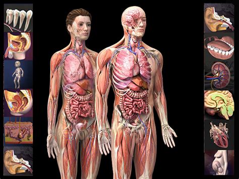 human anatomy hohomiche
