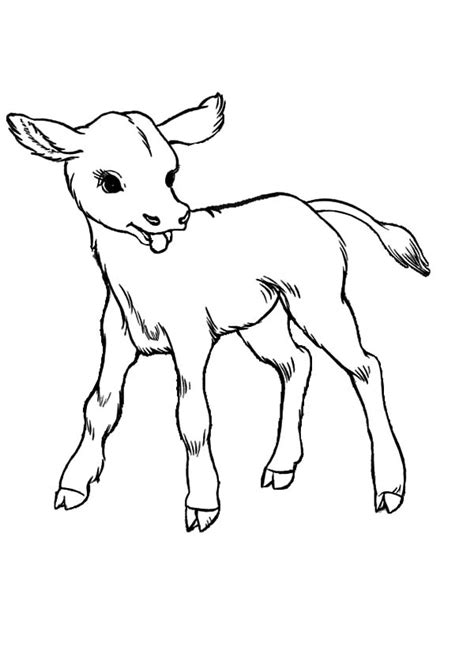 baby cows coloring pages kids play color
