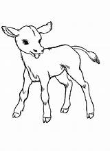 Cow Baby Coloring Pages Realistic Drawing Kids Cows Outline Easy Color Sketches Just Colour Sketch Cute Animal Cliparts Clipart Born sketch template