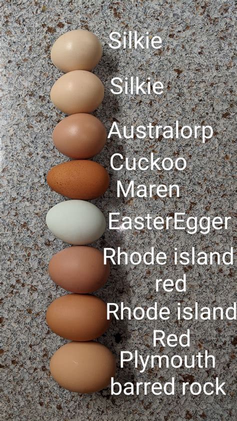 colorful chicken eggs   chicks silkie australorp cuckoo maren