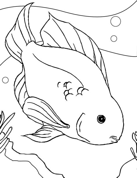 parrot fish drawing  paintingvalleycom explore collection