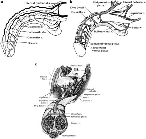 Functional Anatomy Of The Male Sex Organs Springerlink