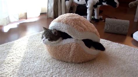 burger cat bed youtube