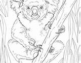 Coloring Realistic Pages Koala Wildlife Printable Kids Cute Rare Bear Animals Drawing Getdrawings Color Print Step Getcolorings Coloringbay sketch template