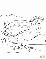 Quail Coloring Bobwhite Pages Printable Quails Drawing Getdrawings Categories 92kb 480px sketch template