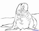 Leopard Seal Coloring Pages Designlooter 77kb 1500 sketch template