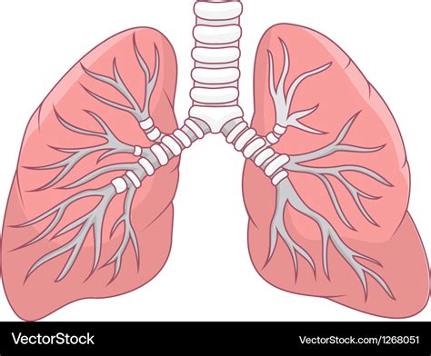 lungs human body anatomy body human medical lung cartoon clip art