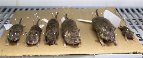 Just How Huge Are New Yorks Rats Atlas Obscura