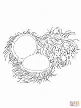 Rambutan Coloring Pages Fruits Drawing Printable Recommended Categories Supercoloring sketch template