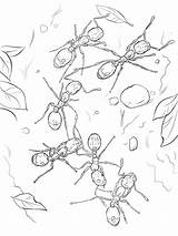 Formiche Ants Hormigas Ausmalbild Antz Fuoco Seis Ameisen Imprimir Ausmalbilder Fourmis Animali Kategorien Printmania sketch template