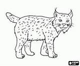 Lynx Lince Luchs Zoogdier Felinos Ausmalen Mammals Katachtigen Ausmalbilder Zeichnen Pintar Iberico Gepard Guepardo Cheetah Tallennettu Oncoloring Täältä Onça Tigre sketch template