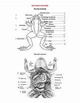 Frog Anatomy External Internal Parts Label Various Color Followers sketch template