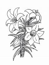 Lily Easter Clipart Drawing Lilies Cliparts Library Getdrawings sketch template